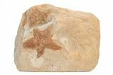 Plate of Silurian Starfish (Australaster) Fossils - Australia #216491-1
